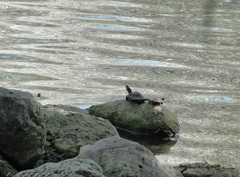 Trachemys scripta elegans