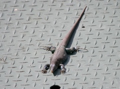 Pholidoscelis plei