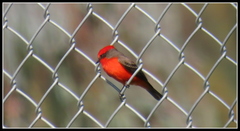 Pyrocephalus rubinus