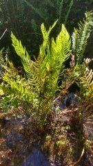 Osmundastrum cinnamomeum image