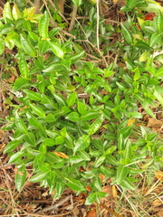 Palicourea boqueronensis