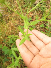 Erigeron trihecatactis