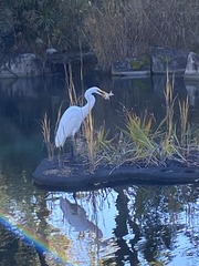 Ardea alba