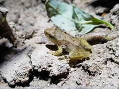 Pelophylax plancyi