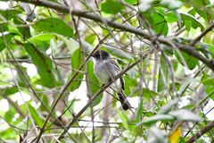 Myiarchus antillarum