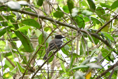 Myiarchus antillarum
