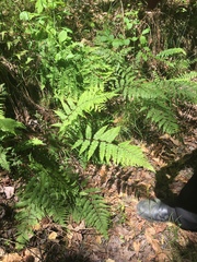 Athyrium