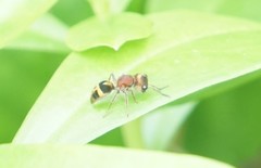 Pertyella salutatrix