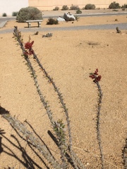 Fouquieria splendens