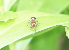 Pertyella salutatrix