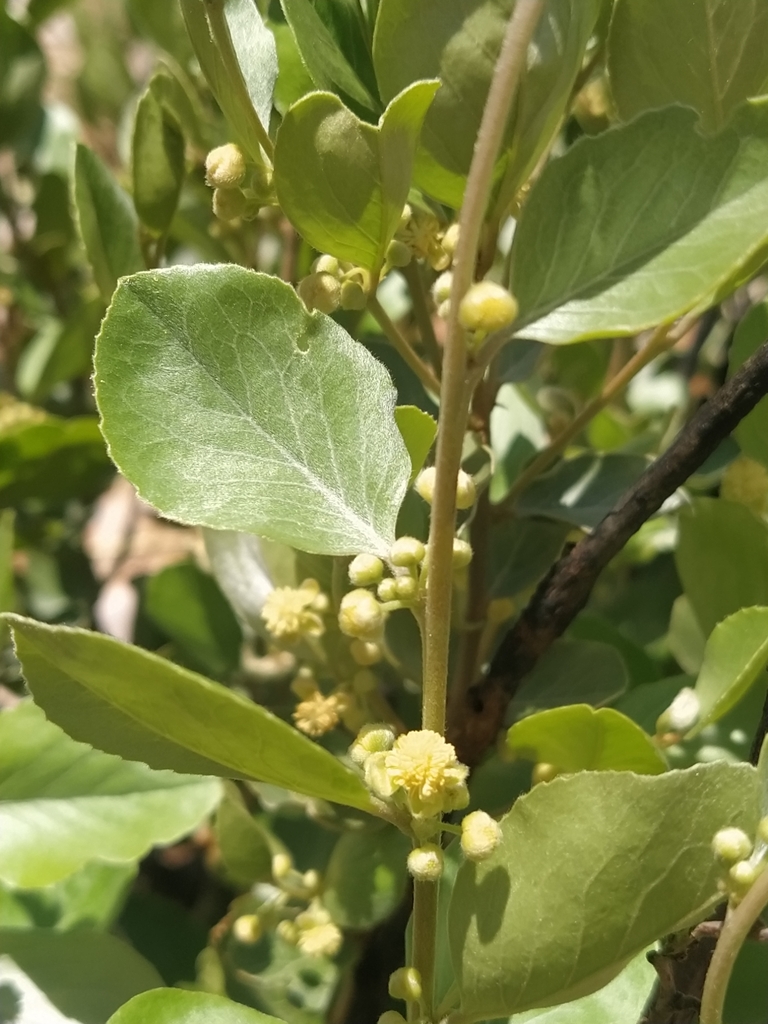 Petalostigma quadriloculare