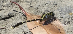 Hemigomphus
