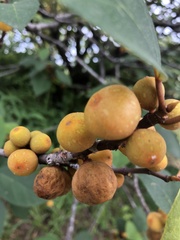 Ficus grossularioides