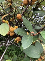 Ficus grossularioides