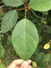 Ficus grossularioides