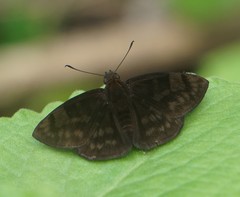 Pachyneuria licisca