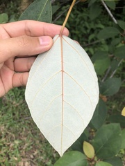 Ficus grossularioides
