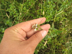 Rhynchospora blepharophora