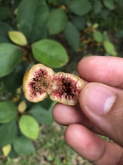 Ficus grossularioides
