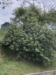 Ficus grossularioides