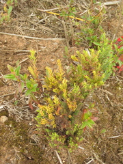 Hypericum juniperinum