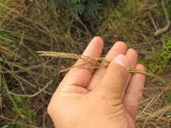 Andropogon aequatoriensis