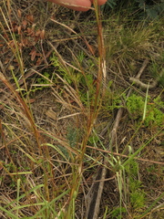 Andropogon aequatoriensis