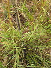 Andropogon aequatoriensis