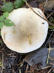 Russula stuntzii