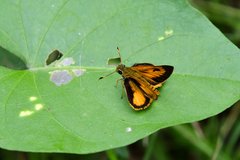Choranthus vitellius
