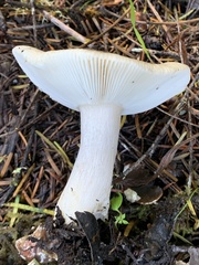 Russula stuntzii
