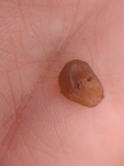 Nostocales