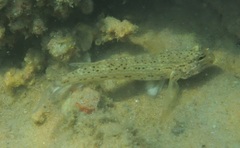 Istigobius