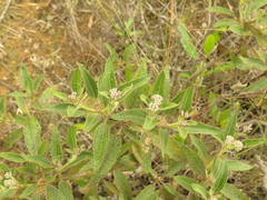 Chromolaena leivensis