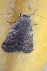 Declana griseata