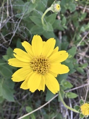 Dimerostemma grisebachii