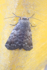 Declana griseata