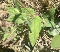 Dimerostemma grisebachii