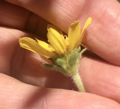 Dimerostemma grisebachii