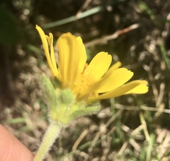 Dimerostemma grisebachii