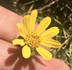 Dimerostemma grisebachii