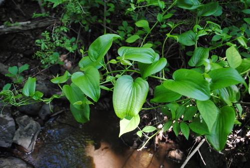 Image of Smilax pulverulenta by (c) Zihao Wang, some rights reserved (CC BY)