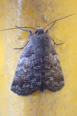 Declana griseata