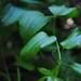 Smilax Sect. Nemexia - Photo (c) Zihao Wang, some rights reserved (CC BY), uploaded by Zihao Wang