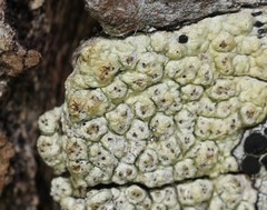 Pertusaria pustulata