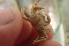 Nepinnotheres novaezelandiae