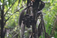 Bactris major