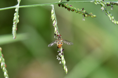 Toxomerus pulchellus