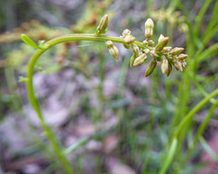 Stackhousia viminea