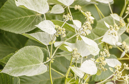 Melochia umbellata